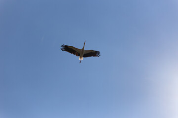 bird in flight