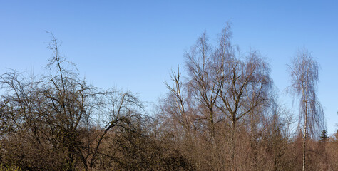 Trees without leafs in a city park during a sunny winter day.