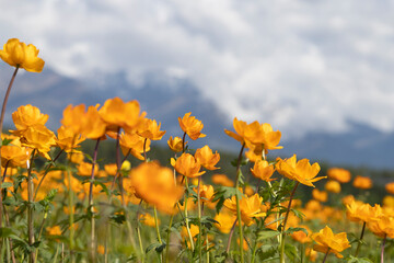 Obraz premium Blooming orange Trollius and mountains on the summer