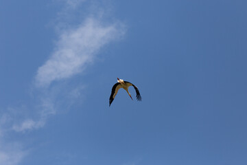 bird flying in the sky