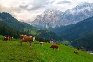 Herd of cows in a meadow in the Alps on summer day , Italy