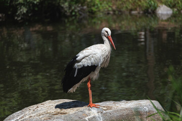 white stork ciconia