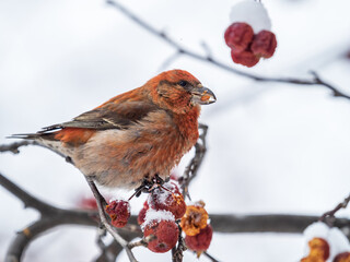 Red Crossbill male sitting on the tree branch and eats wild apple berries. Crossbill bird eats berries.