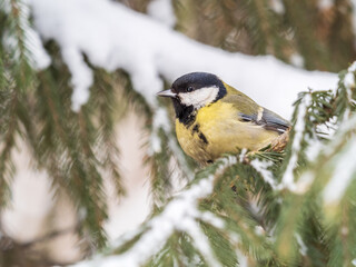 Cute bird Great tit, songbird sitting on the fir branch with snow in winter