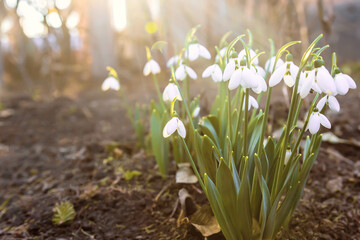 Fototapeta premium snowdrops, spring,flowering