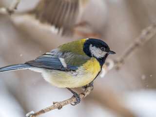 Fototapeta premium Cute bird Great tit, songbird sitting on a branch without leaves in the autumn or winter.