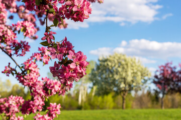 Pink blooming tree branch in the park against blue sky. Spring background.