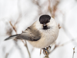 Cute bird the willow tit, song bird sitting on a branch without leaves in the winter.