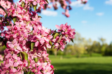 Pink blooming tree in the park against blue sky. Spring background.