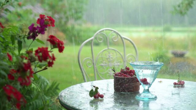 Rural still life with summer showers and wild cherry. Soundscape with natural sounds with the ASMR ambience sounds of a summer downpour for peace and healthy sleep