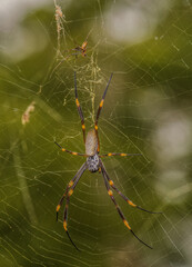 Golden Orb Web Spider Nephilia pilipes