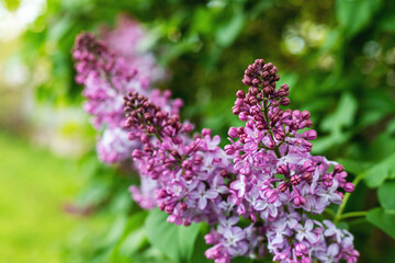 Fototapeta na wymiar Lilac flowers bloom, natural spring background