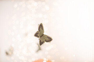 An artistic butterfly decoration surrounded by warm light bokeh effects.