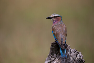 Lilac breasted roller, a colorful bird perching on a branch with a clear background. African wildlife in Masai Mara, Kenya