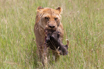 Lioness in the grass with a fresh kill in her mouth, the head of a warthog. African wildlife in Masai Mara, Kenya