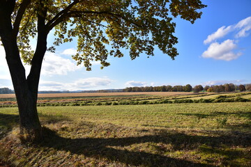Hay making, agriculture