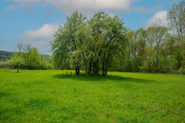 Blooming pear trees on a sunny afternoon meadow.