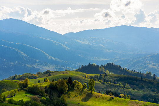 rural scenery of carpathian mountains. beautiful green landscape on a sunny afternoon in spring. trees on the grassy rolling hills and fluffy clouds on the sky in evening light