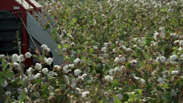 Cotton harvesting. Slow motion. Cotton harvester harvests cotton , close-up of mechanical blades of a cotton harvester.