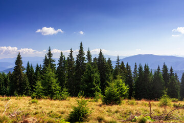 carpathian mountain landscape on a summer afternoon. row of spruce trees on the grassy meadow. chornohora ridge in the distance beneath an almost clear sky