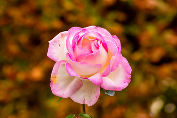 Blooming pink rose in Volksgarten park, Vienna, Austria