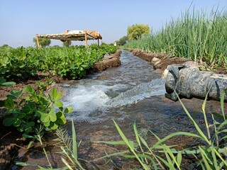 Canal irrigation system in india watering crops
