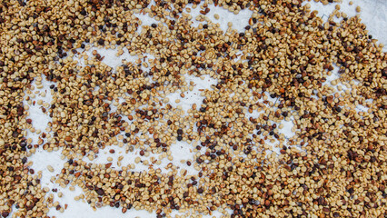 Lots of coffee beans on the drying floor To reduce humidity before processing by roasting coffee to ensure quality suitable for export. Concept of selection and quality control of coffee for export