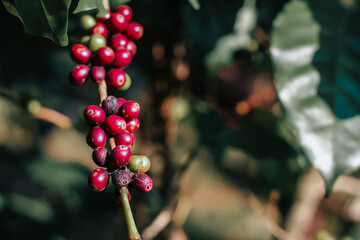 The yield of fully ripe coffee beans is ready to be harvested and processed for export by farmers...