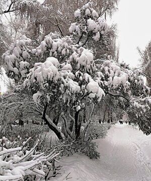 Russian winter, snow-covered tree in the park