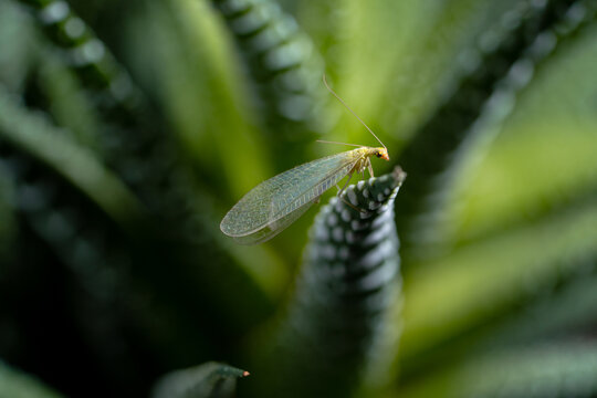 Winged insect lacewing sits on branch of green succulent. Beauty in nature and natural design. Leaves and flying insecta on wallpaper. Close up frame with natural background of plants and wild animals