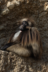 A group of monkeys looking at each other and stealing each other. They play together and feed each other like a big family. They are Geladas, Theropithecus gelada to be precise.