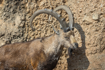 An ibex struts over hill and dale here. It is also called Capra Nubiana. A truly beautiful and majestic creature.