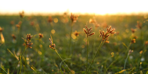 poppy field in the morning