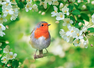  small bright bird robin sits surrounded by flowering apple branches in a spring may garden - Powered by Adobe