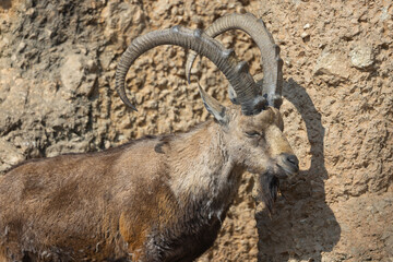 An ibex struts over hill and dale here. It is also called Capra Nubiana. A truly beautiful and majestic creature.
