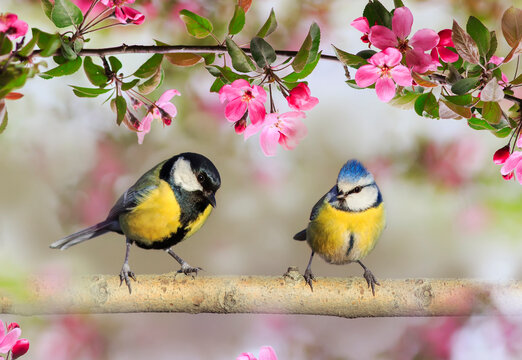 two birds tit and azure are sitting side by side on the branches of an apple tree with pink flowers in a spring may garden
