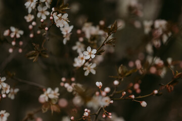 Detailed view of spring blooming trees 
