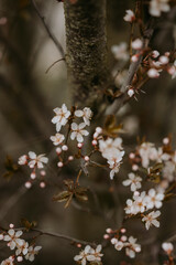 Detailed view of spring blooming trees 