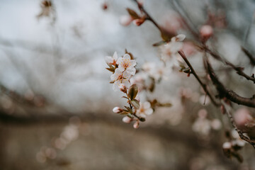 Detailed view of spring blooming trees 