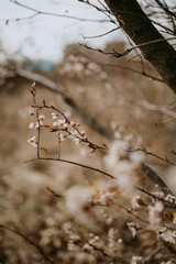 Detailed view of spring blooming trees 