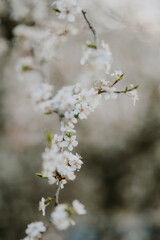Detailed view of spring blooming trees 