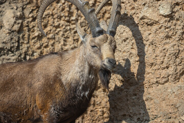 An ibex, also called Capra Nubiana, climbs steep cliffs as if it were no problem. Such a beautiful and powerful animal that often occurs in the Alps.