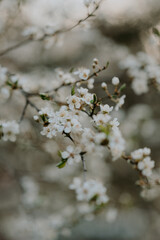 Detailed view of spring blooming trees 