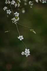 Detailed view of spring blooming trees 