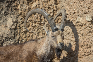 An ibex, also called Capra Nubiana, climbs steep cliffs as if it were no problem. Such a beautiful...