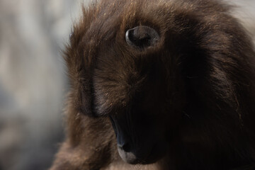 A little monkey of the Gelada family sits alone on a rock and grooms itself. He almost looks a bit thoughtful and sad.