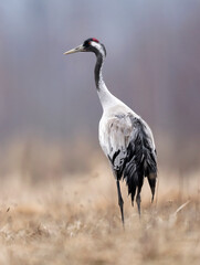 Common crane bird ( Grus grus )