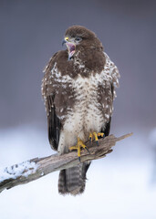 Common buzzard bird ( Buteo buteo )