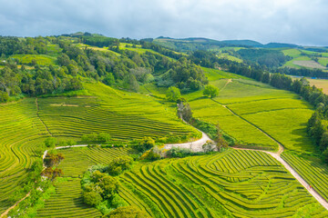 Gorreana tea plantation at Sao Miguel island at Portugal