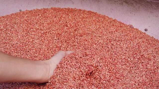 Wheat grain before sowing the crop. Farmers hands holding and pouring wheat grains. Red whet seeds with seed treatment before planting.  